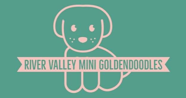 River Valley Mini Golden Doodle